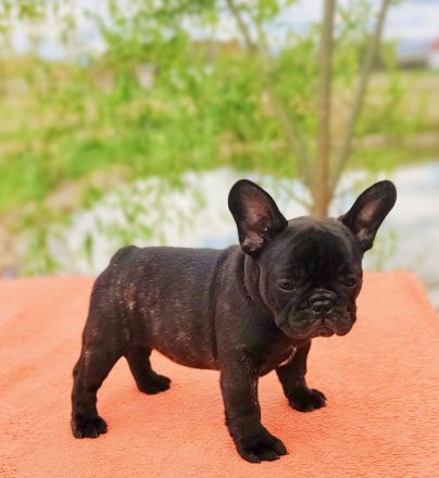 Französische Bulldogge