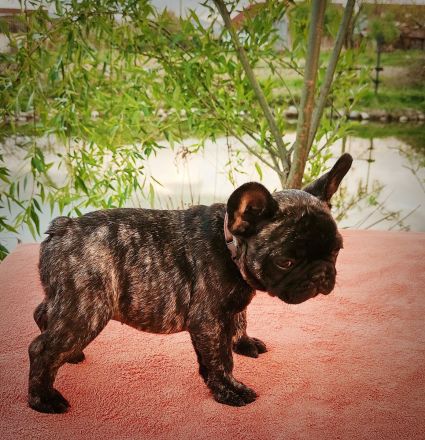 Französische Bulldogge