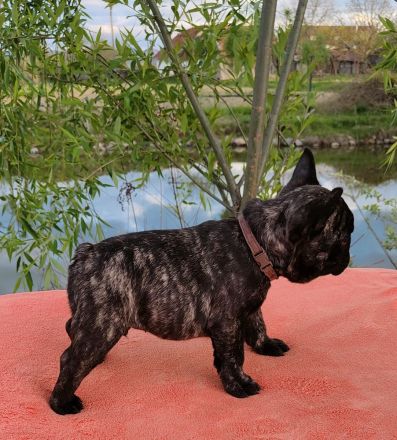 Französische Bulldogge