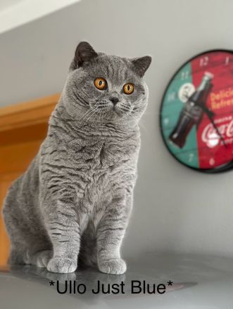 Bkh Kater in blau, Blutgruppe B