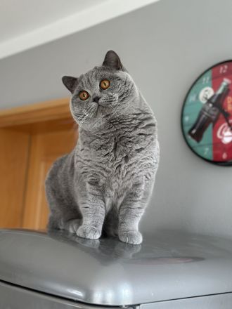 Bkh Kater in blau, Blutgruppe B