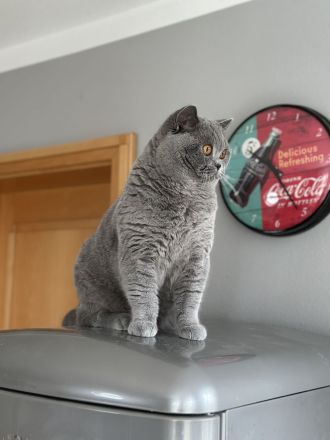 Bkh Kater in blau, Blutgruppe B