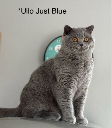 Bkh Kater in blau, Blutgruppe B