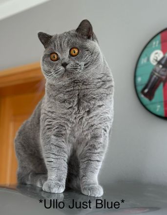 Bkh Kater in blau, Blutgruppe B