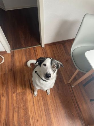 Enzo ( 4 Jahre ) , Mischling, sucht eine neue tolle Familie