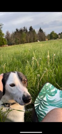 Enzo ( 4 Jahre ) , Mischling, sucht eine neue tolle Familie