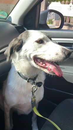 Enzo ( 4 Jahre ) , Mischling, sucht eine neue tolle Familie