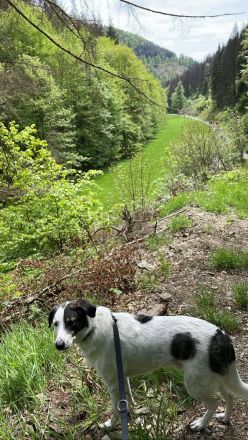 Enzo ( 4 Jahre ) , Mischling, sucht eine neue tolle Familie