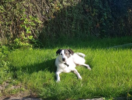 Enzo ( 4 Jahre ) , Mischling, sucht eine neue tolle Familie