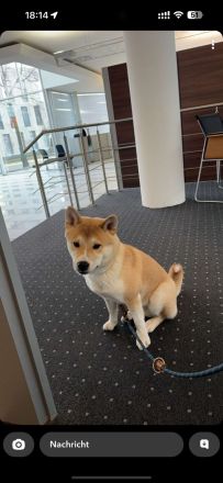 Shiba Inu Deckrüde