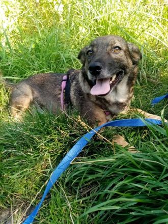 Hündinnen suchen dringend ein neues Zuhause