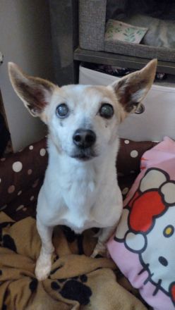 Hündinnen suchen dringend ein neues Zuhause