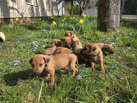 wunderschöne reinrassige Rhodesian Ridgeback