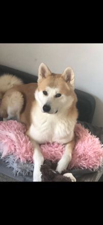 Akita Inu Hündin