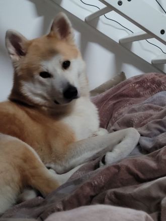 Akita Inu Hündin