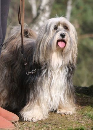 Wurfankündigung bei den Little People Tibet Terriern