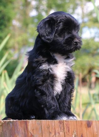 Wurfankündigung bei den Little People Tibet Terriern