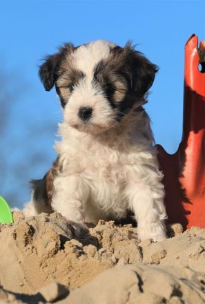 Wurfankündigung bei den Little People Tibet Terriern