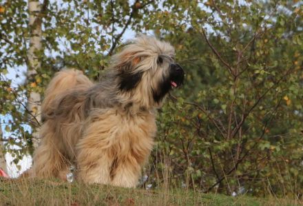 Wurfankündigung bei den Little People Tibet Terriern