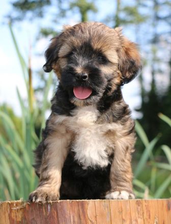 Wurfankündigung bei den Little People Tibet Terriern