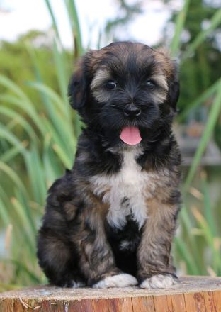 Wurfankündigung bei den Little People Tibet Terriern