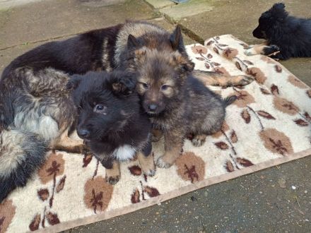 Schäferhund Bordercollie Welpen