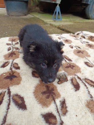 Schäferhund Bordercollie Welpen
