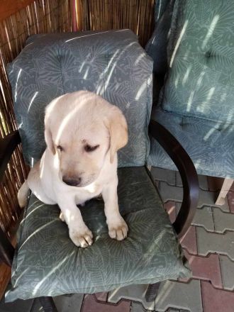 Labrador Retriever Gold