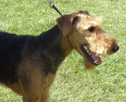 Airedale Terrier aus der Börde