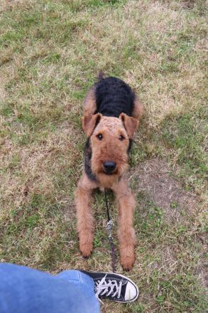 Airedale Terrier aus der Börde