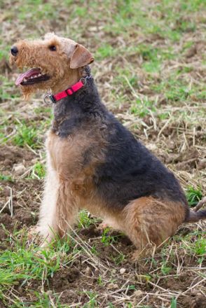 Airedale Terrier aus der Börde