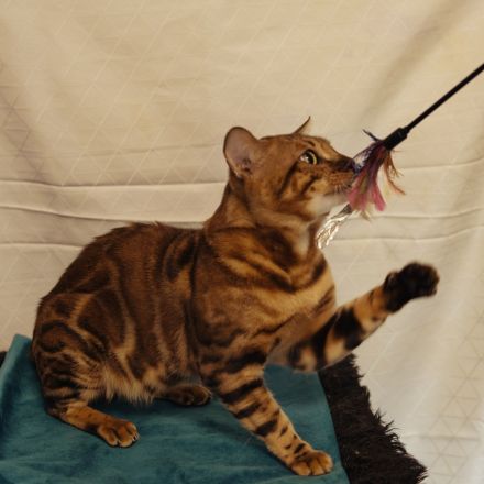 Reinrassiger Bengal Deckkater mit XXL Rosetted und Stammbaum dringend zum Verkaufen!!!