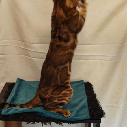 Reinrassiger Bengal Deckkater mit XXL Rosetted und Stammbaum dringend zum Verkaufen!!!