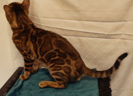 Reinrassiger Bengal Deckkater mit XXL Rosetted und Stammbaum dringend zum Verkaufen!!!