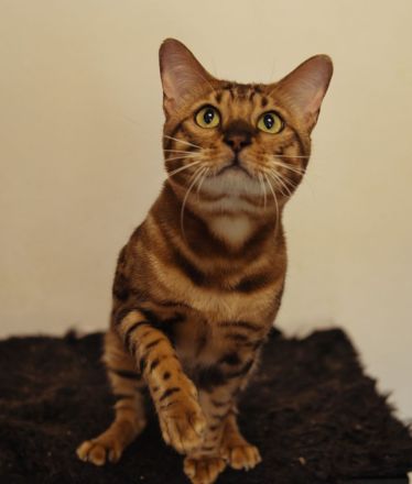 Reinrassiger Bengal Deckkater mit XXL Rosetted und Stammbaum dringend zum Verkaufen!!!