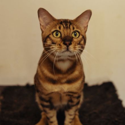 Reinrassiger Bengal Deckkater mit XXL Rosetted und Stammbaum dringend zum Verkaufen!!!