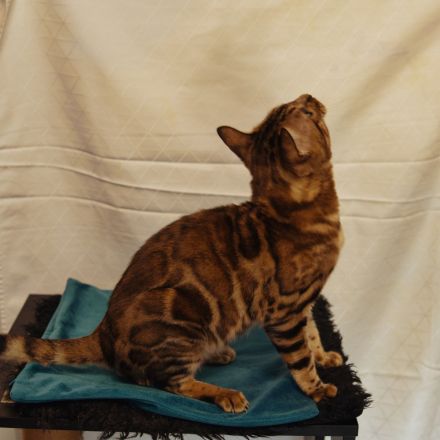 Reinrassiger Bengal Deckkater mit XXL Rosetted und Stammbaum dringend zum Verkaufen!!!