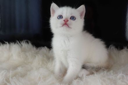 Wunderschöne goldene BKH-Kitten mit Stammbaum