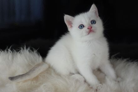 Wunderschöne goldene BKH-Kitten mit Stammbaum