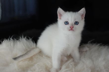 Wunderschöne goldene BKH-Kitten mit Stammbaum