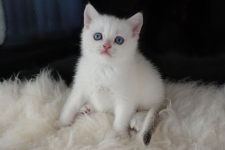 Wunderschöne goldene BKH-Kitten mit Stammbaum