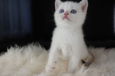 Wunderschöne goldene BKH-Kitten mit Stammbaum