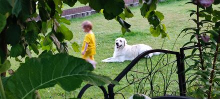 Mogli Golden Retriever Deckrüde