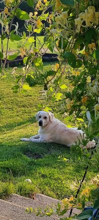 Mogli Golden Retriever Deckrüde