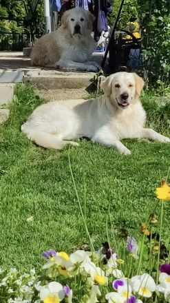 Mogli Golden Retriever Deckrüde