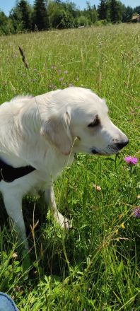 Mogli Golden Retriever Deckrüde