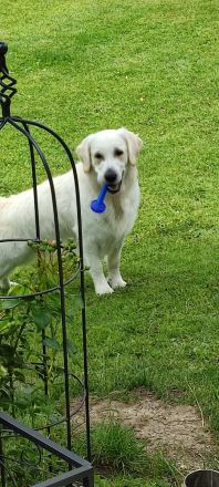 Mogli Golden Retriever Deckrüde