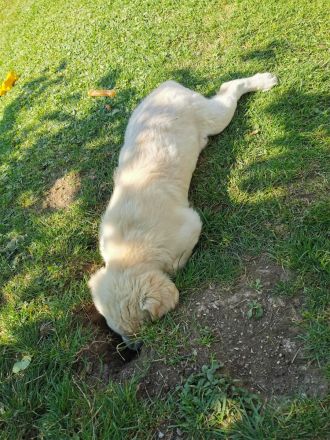 Mogli Golden Retriever Deckrüde