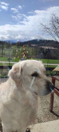 Mogli Golden Retriever Deckrüde