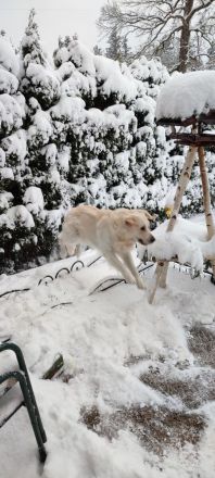 Mogli Golden Retriever Deckrüde